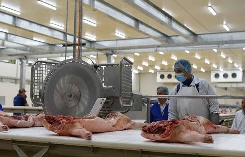 Masan ngừng bán thịt mát do dịch tả lợn Châu Phi gần khu chế biến Masan ngừng bán thịt mát do dịch tả lợn Châu Phi gần khu chế biến