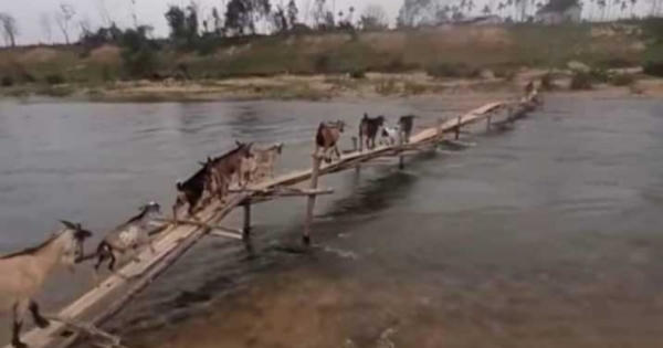 Chủ tịch Hội Cựu chiến binh liều mình cứu 3 thanh niên đuối nước giữa dòng sông Giăng