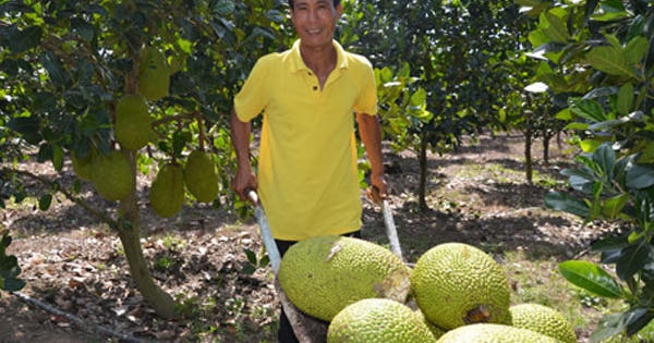 Giá mít tăng cao kỷ lục: Bán một quả thu triệu đồng