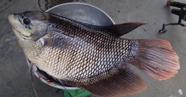 Nhận biết thực phẩm sạch: Cách chọn hải sản tươi sống