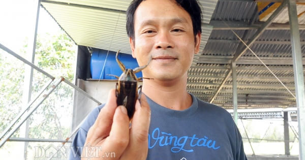 Trại côn trùng có mùi thơm ở miền Tây: Nhàn nhã mà thu tiền khủng Trại côn trùng có mùi thơm ở miền Tây: Nhàn nhã mà thu tiền khủng