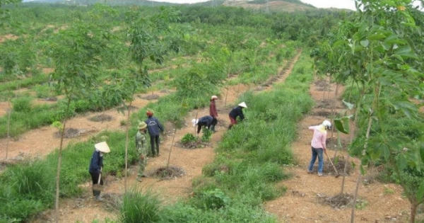 Sẽ thu hồi những dự án sử dụng đất có nguồn gốc nông, lâm trường chậm tiến độ