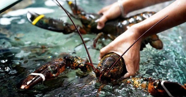 Slide - Điểm tin thị trường: Tôm hùm Mỹ vào Việt Nam tăng giá đột biến