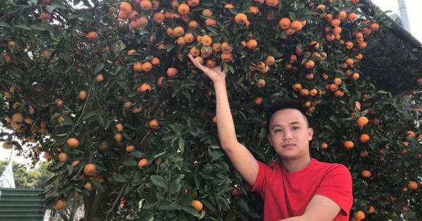 Ngắm cây quýt cổ thụ có 3 tạ quả, giá trăm triệu