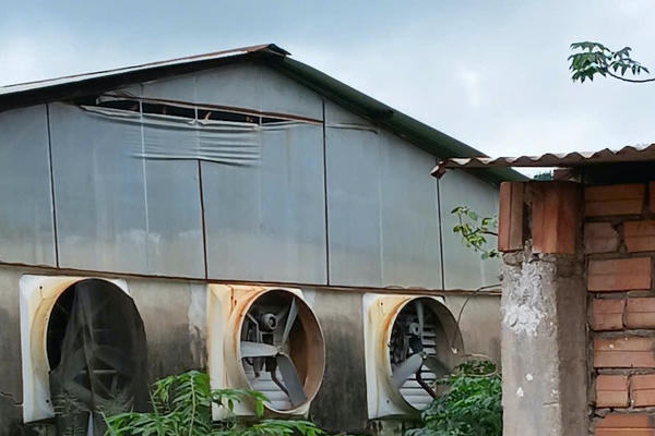 Người dân phải “sống chung” với mùi hôi thối nồng nặc từ các trại chăn nuôi ở Đồng Nai