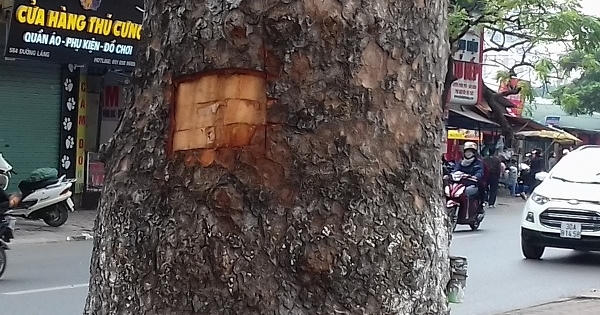 Lột vỏ xà cừ đường phố sẽ bị phạt lên tới 500 nghìn đồng