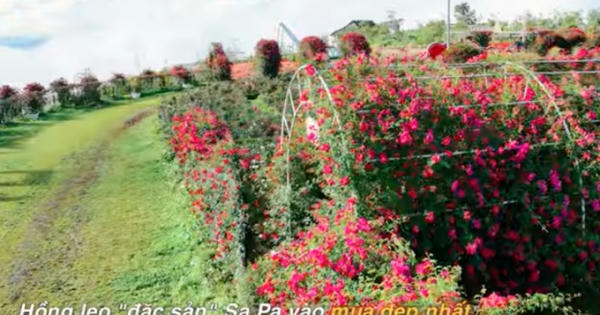 Mua vé cáp treo, miễn phí buffet, khám phá mùa hồng leo rực cháy Fansipan