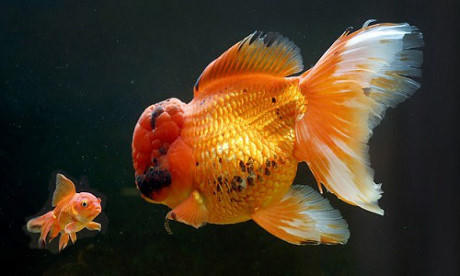 Cá vàng lớn nhất nước Anh có giá đắt như vàng