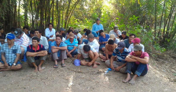 Tạm giữ 42 người tham gia đá gà ăn tiền