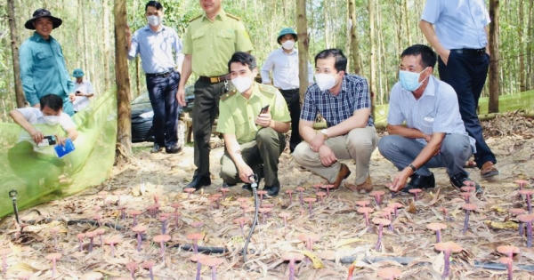 Đồng Nai: Nấm linh chi đỏ được trồng thử nghiệm thành công