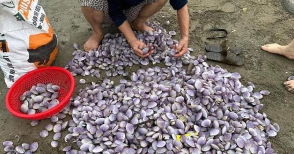 Hàng trăm người dân phố biển Cửa Lò đổ xô "hái lộc" biển