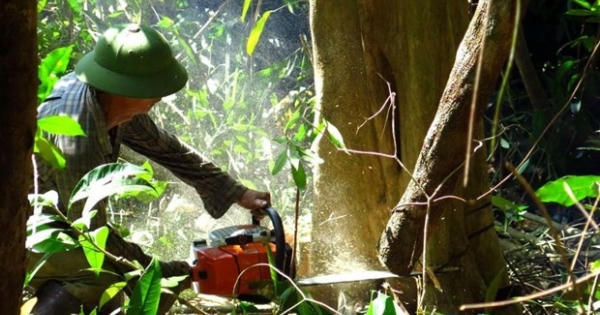 Ai chỉ đạo đốn rừng phòng hộ để nuôi bò?