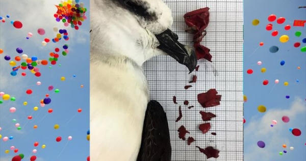 Học sinh lớp 6 gửi 40 bức thư mong không thả bóng bay: Thêm nhiều trường hưởng ứng