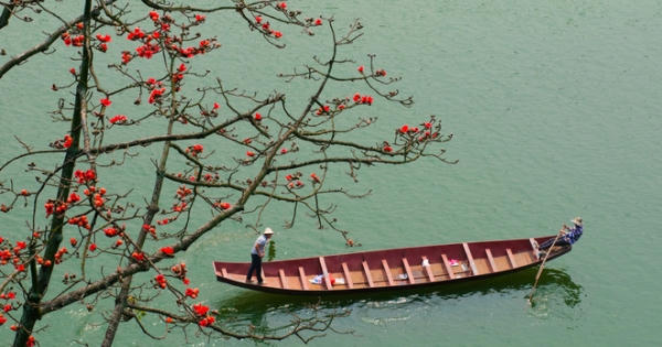 Flycam - Con đường hoa Mộc Miên ở Hà Nội