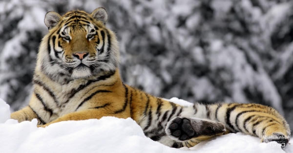 Năm Nhâm Dần, tuổi Dần có gì lạ?