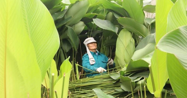 “Thủ phủ” lá dong làm nên những chiếc bánh chưng Tết Thủ đô