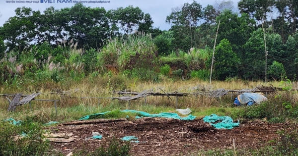 Tuyên Quang: Dự án bị "bỏ quên" biến thành rừng rậm hoang vu giữa lòng Thành phố