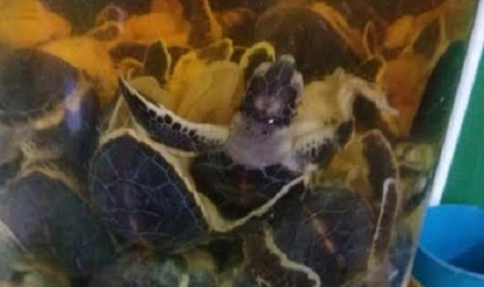 Cần đẩy mạnh “nói không” với động vật hoang dã