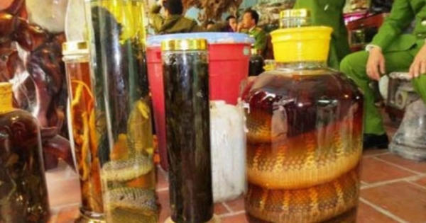 Ngâm rượu bằng rắn hổ chúa để đi bán kiếm lời, đối tượng bị khởi tố