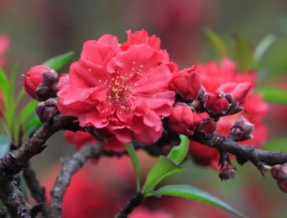 Người dân Hà Nội náo nức mua đào chơi Tết