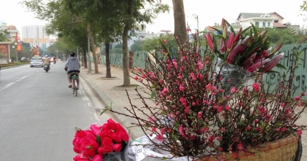 Hết Tết đào cành vẫn hút khách