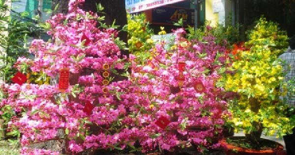 Quan niệm về những loài hoa mang lại may mắn trong ngày tết