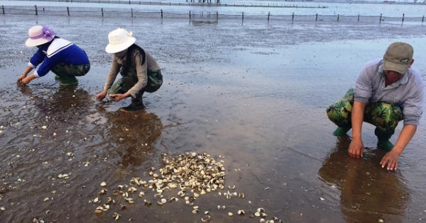 Tỉnh Thanh Hóa thông báo kết quả xác định nguyên nhân ngao chết hàng loạt