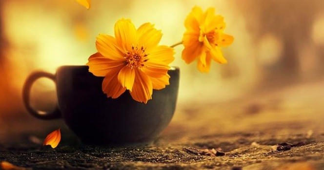 Lòng tham và sự trân trọng những gì mình có
