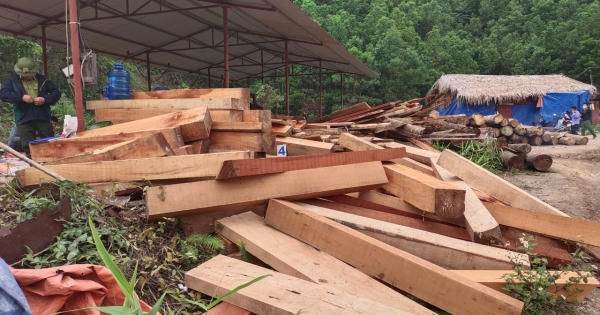 Gần 3 ha rừng tại huyện Chợ Đồn bị xâm phạm nghiêm trọng, cần làm rõ đối tượng chủ mưu?