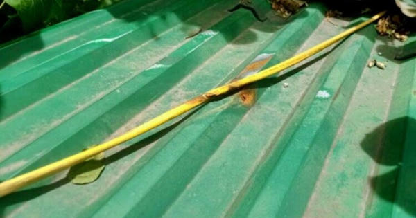 Nam thanh niên bị điện giật tử vong trước ngày cưới