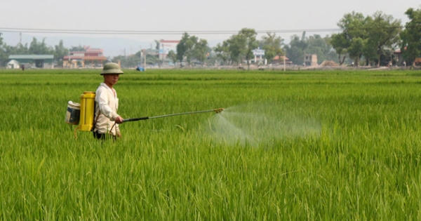 Sâu bệnh hại lúa Đông xuân tăng cao, Bộ NN&PTNT họp trực tuyến khẩn Sâu bệnh hại lúa Đông xuân tăng cao, Bộ NN&PTNT họp trực tuyến khẩn