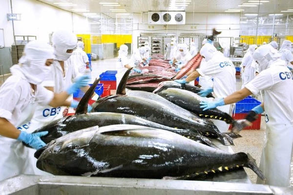 Cá ngừ Việt Nam và cơ hội tại thị trường Trung Đông - châu Phi