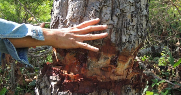 Gia Lai: Rừng Kong Chro bị lâm tặc xẻ thịt “chớp nhoáng”