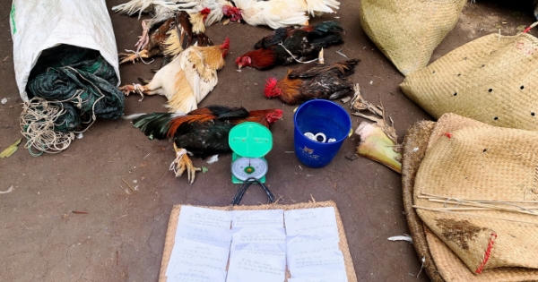 Bắt giữ 17 đối tượng đá gà ăn tiền giữa cánh đồng