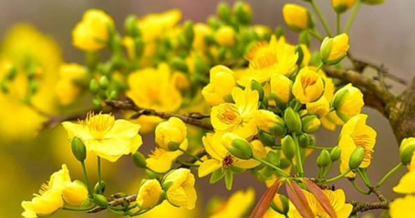 Lộng lẫy sắc vàng Xuân phương Nam