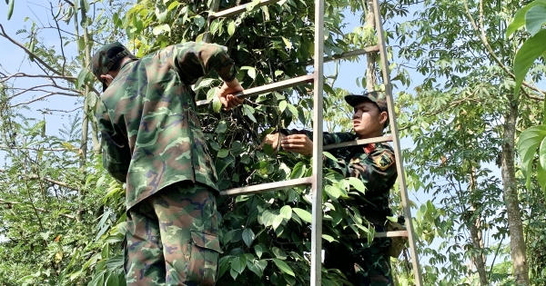Bộ đội Bà Rịa - Vũng Tàu giúp nông dân thu hoạch hồ tiêu