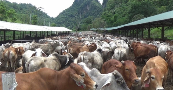 Đồng hành cùng Thực phẩm sạch: Từ trang trại đến bàn ăn