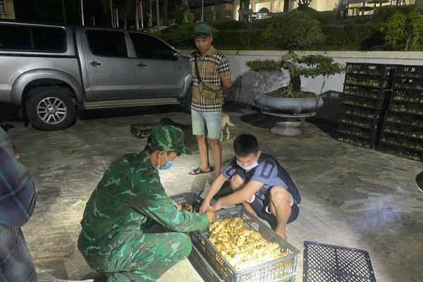 Quảng Ninh: Phát hiện, bắt giữ đối tượng vận chuyển gà giống trái phép với số lượng lớn Quảng Ninh: Phát hiện, bắt giữ đối tượng vận chuyển gà giống trái phép với số lượng lớn