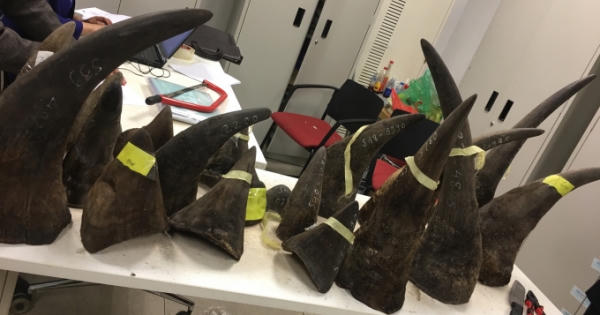 Tổng cục Hải Quan bắt giữ 102kg sừng tê giác