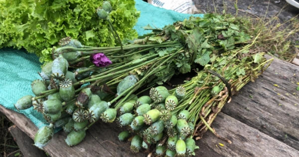 Bắc Giang: Phát hiện người đàn ông trồng hơn 2 ngàn cây thuốc phiện trong vườn nhà
