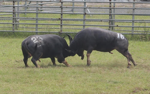 Lãnh đạo Phúc Thọ: 'Hai trâu đấu nhau không phải là chọi trâu'