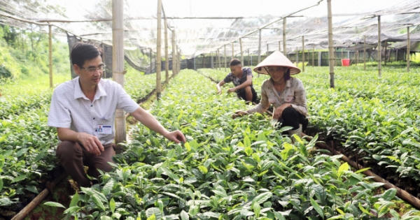 Duy trì và phát triển bền vững cho cây chè ở Quang Bình