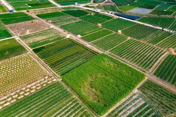 Quảng Ninh: Vùng hoa Bình Khê tấp nập vào vụ Tết