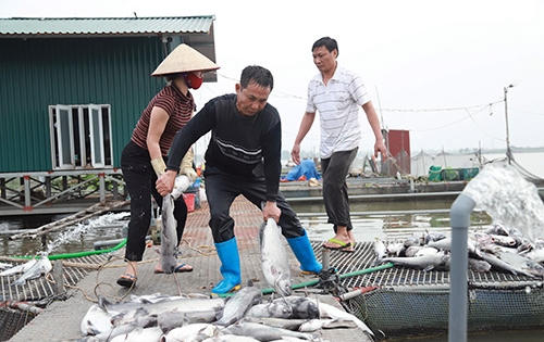 Vụ 120 tấn cá chết ở Hải Dương: Hơn 10 tỷ trôi theo dòng nước “lạ” Vụ 120 tấn cá chết ở Hải Dương: Hơn 10 tỷ trôi theo dòng nước “lạ”