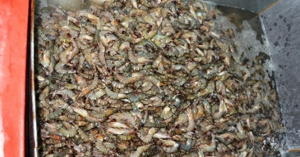 Bắt quả tang lượng lớn tôm đang bơm tạp chất tại Công ty Quốc Ái