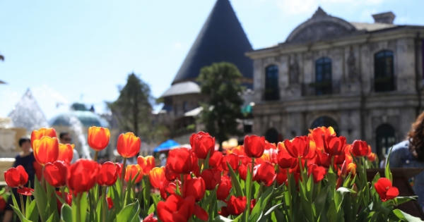 Đón Tết thật phong cách với triệu hoa tulip trên đỉnh Bà Nà