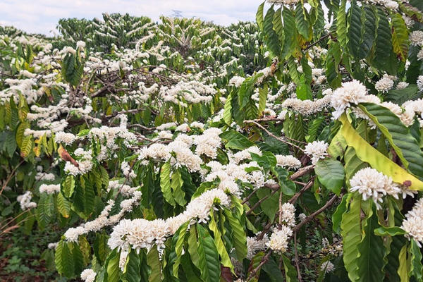 Đắk Lắk: Hàng nghìn ly cà-phê miễn phí tại Lễ hội Cà-phê Buôn Ma Thuột lần thứ 9 năm 2025