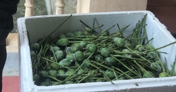 Vận chuyển quả thuốc phiện tươi, hai đối tượng bị bắt giữ