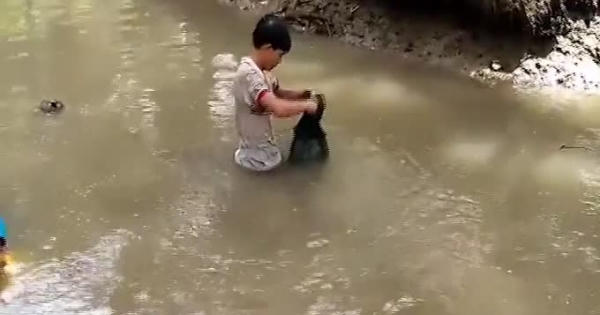 Cao thủ bắt tôm càng xanh bằng bàn tay 'nam châm'