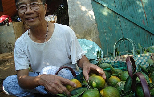 Mùa xuân "đếm tiền mỏi tay" của các tỷ phú cam Cao Phong Mùa xuân "đếm tiền mỏi tay" của các tỷ phú cam Cao Phong